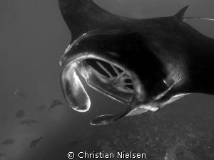 Manta ray feeding in Manta Bay, Nusa Penida by Christian Nielsen 